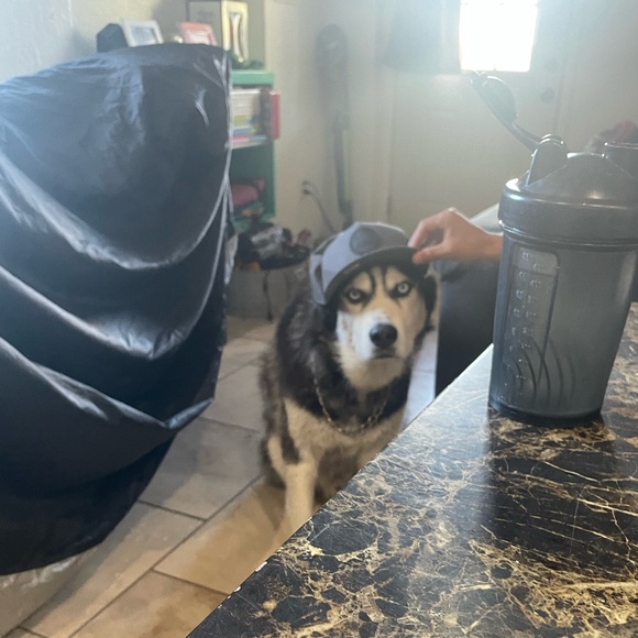 Meet your Posher, Shelby - Picture 4 of 4